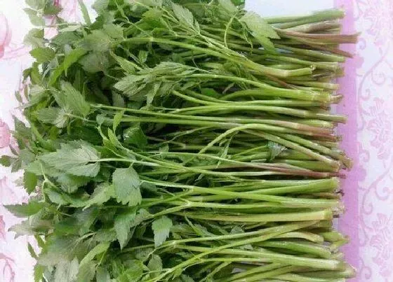 植物百科|水芹菜是什么季节的菜