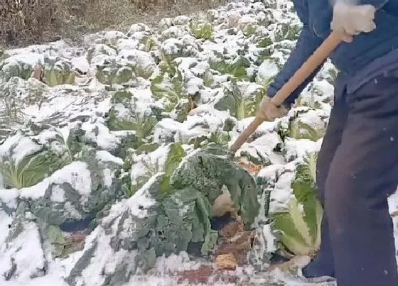 冬天植物|白菜能否用塑料布盖以防冻死（冬天防止白菜受冻方法）