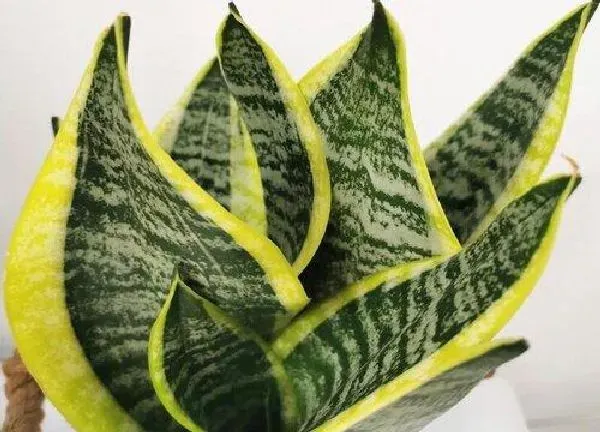 植物浇水|虎皮兰夏天多久浇一次水
