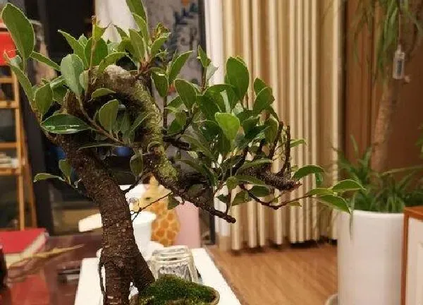 植物浇水|盆景榕树怎么浇水方法