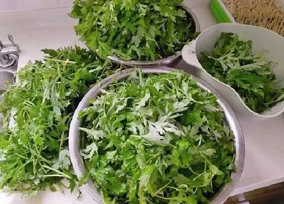 植物百科|蒿草是什么植物类别