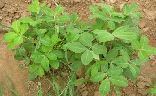 种植管理|种植花生怎么提高产量，教你七个花生增产管理小妙招）