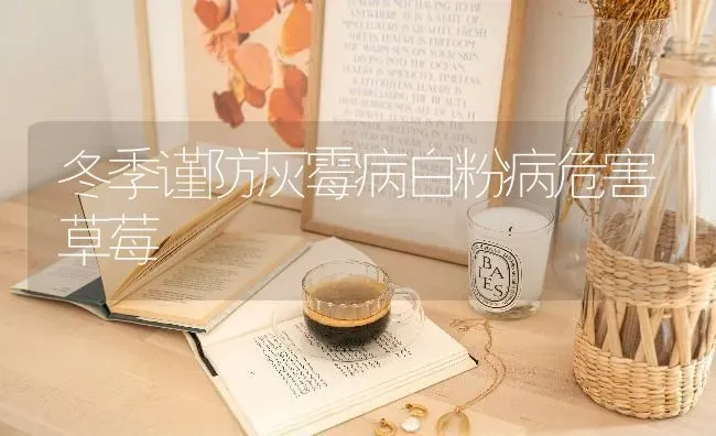 冬季谨防灰霉病白粉病危害草莓 | 瓜果种植