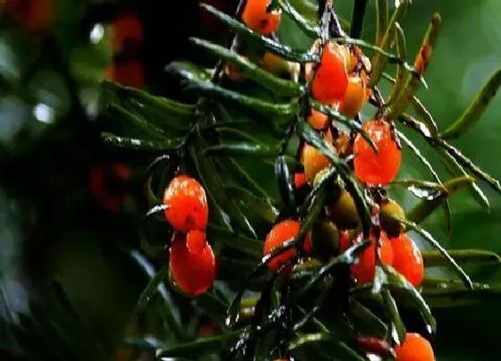 种植管理|红果树几年结果实