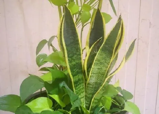 花语|虎皮兰的花语和寓意