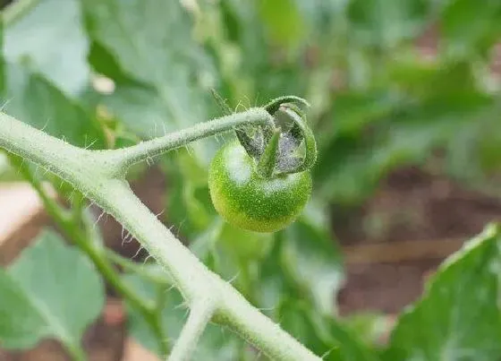 植物百科|番茄是单性花还是双性花