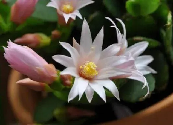 花卉百科|晚上开的花有哪些 5大夜间开花的花卉品种