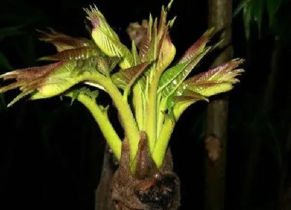植物移栽|香椿树冬天移栽可以吗（香椿树什么时候移栽容易成活）