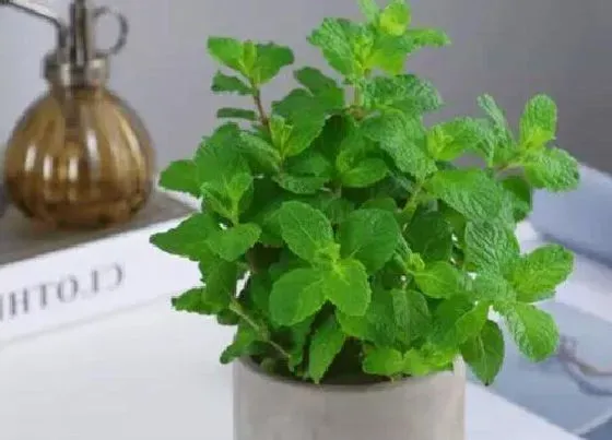 开花时间|薄荷什么时候开花 开什么样子的花