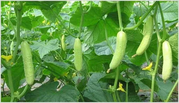 黄瓜的种植技术及移栽管理要点 | 农业技术