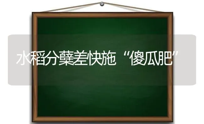 水稻分蘖差快施“傻瓜肥” | 粮油作物种植