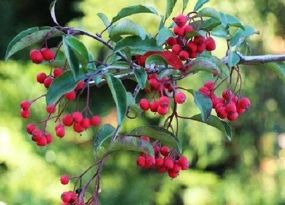 种植管理|红果树几年结果实