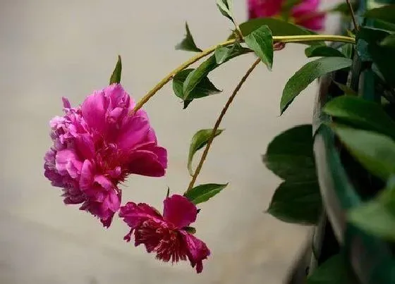 冬天植物|芍药耐寒吗 冬天越冬能耐多少度低温