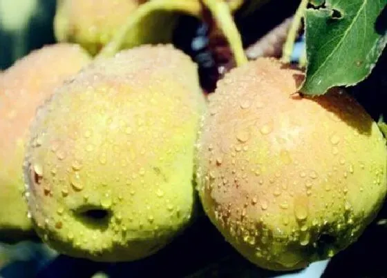 水果科普|膳食纤维高的水果排名