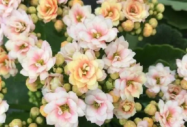植物浇水|长寿花浇水时间和正确方法