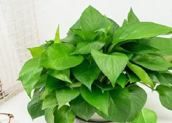 植物产地|绿萝产地在哪里