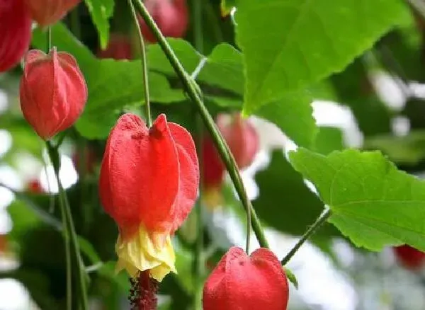 植物扦插|蔓性风铃花几月份扦插最好 容易成活的扦插时间