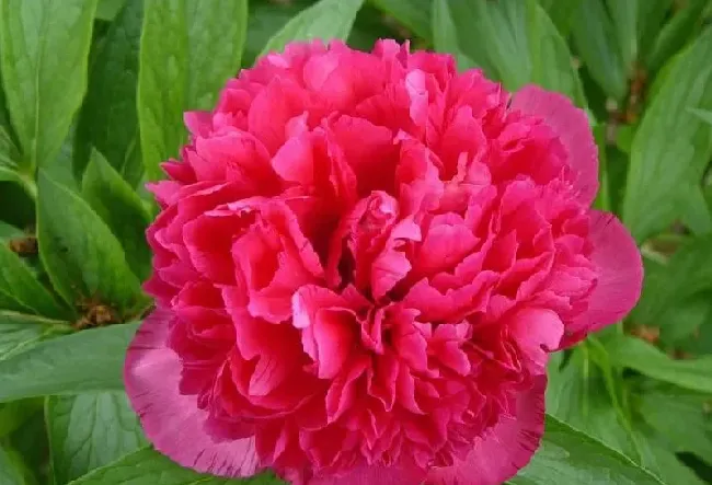 花语|芍药花的花语是什么含义