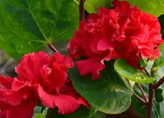 花语|扶桑花的花语是什么