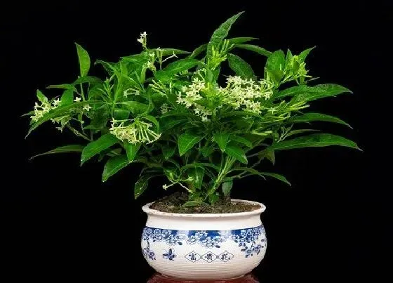 植物毒性|夜来香花香味有毒吗