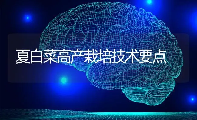夏白菜高产栽培技术要点 | 蔬菜种植