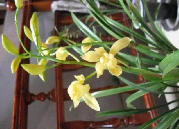 养殖科普|兰花喜欢太阳吗
