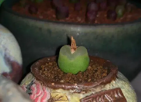 植物移栽|肉锥灯泡上盆时间与养护方法