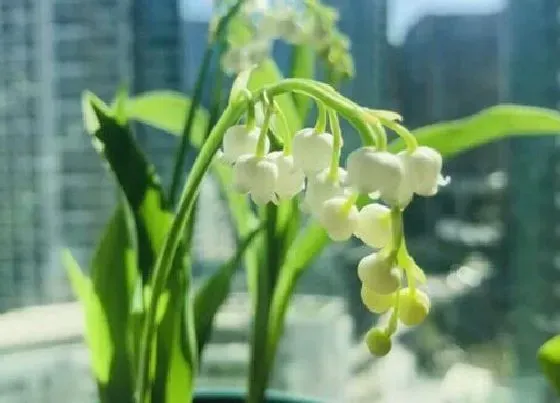 植物香味|铃兰有香味吗