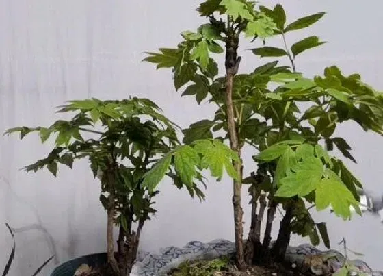 植物修剪|牡丹花怎么修剪方法