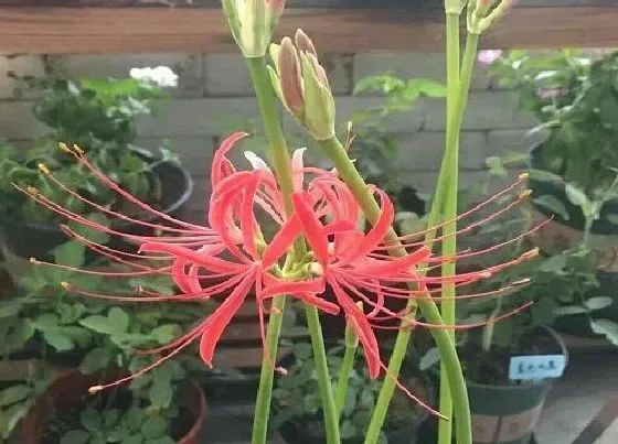 冬天植物|彼岸花耐寒多少度 彼岸花冬天最低能抗寒多少度