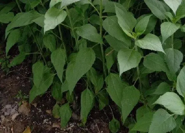 植物移栽|洋姜苗可以移栽吗