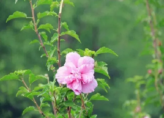 植物修剪|桑叶牡丹什么时候剪枝合适