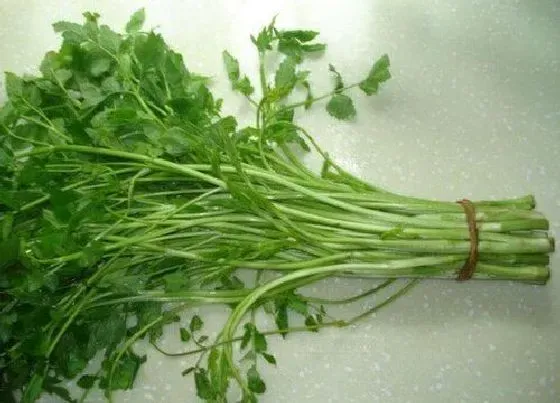 植物百科|水芹菜是什么季节的菜