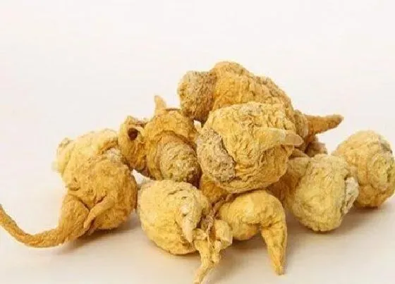 植物产地|玛卡哪里产的最好