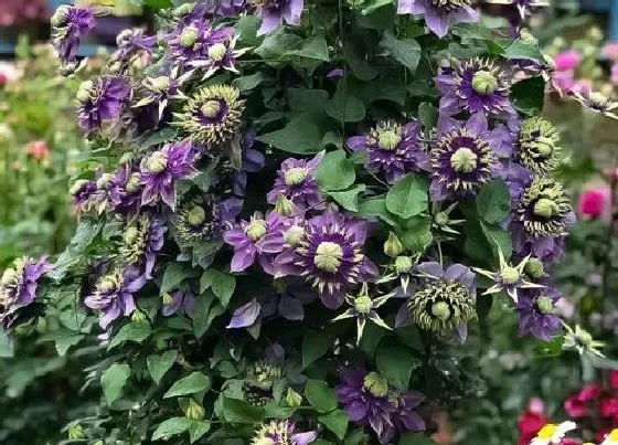 植物种类|铁线莲哪个品种好养花期又长（推荐易开花且花量大品种）