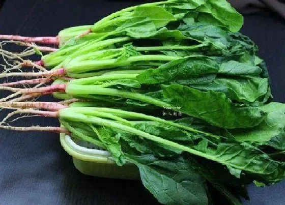 果实成熟|菠菜多久成熟 生长期是多少天