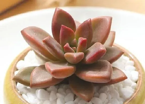 植物种类|皮实好养的多肉品种 好养活又漂亮的多肉种类