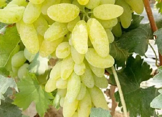 植物百科|和绿提子很像的水果叫什么