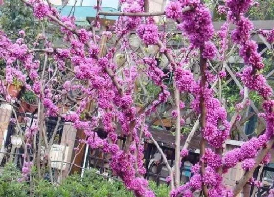 植物修剪|紫荆花什么时候剪枝合适