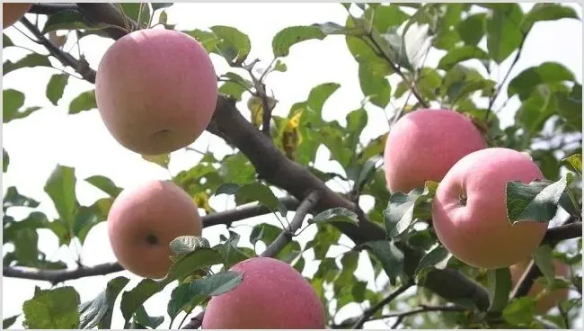 夏季苹果树修剪5个技巧 | 种植资料