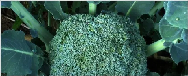 西兰花多久浇一次水 | 耕种资料