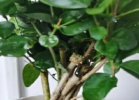 花期|茉莉花期是什么时候