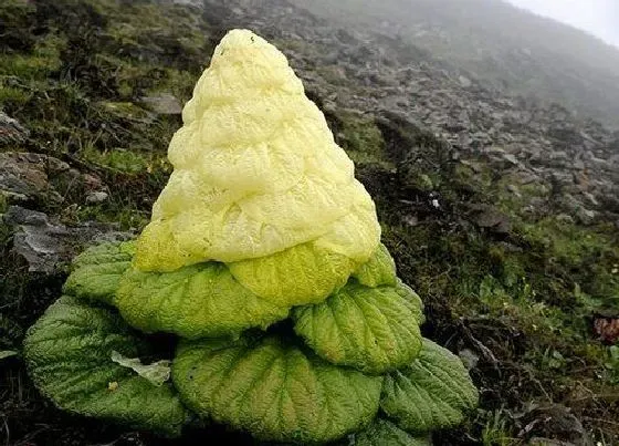 植物种类|塔黄是保护植物吗