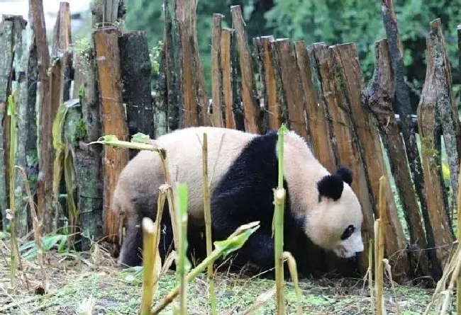 果实科普|玉米地里长熊猫了 四川村民发现熊猫在掰苞谷