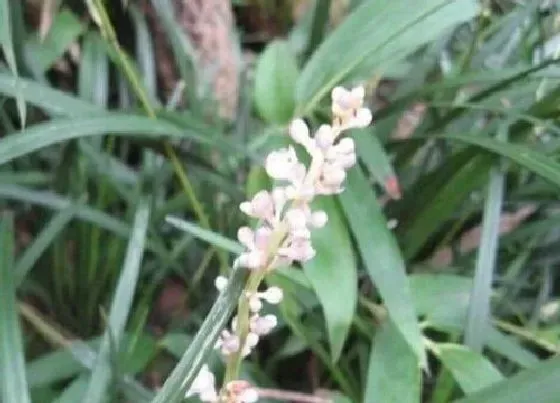 植物种类|沿阶草是木本植物吗