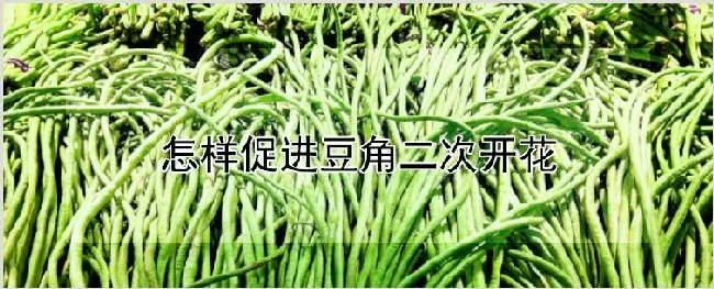 怎样促进豆角二次开花 | 自然知识