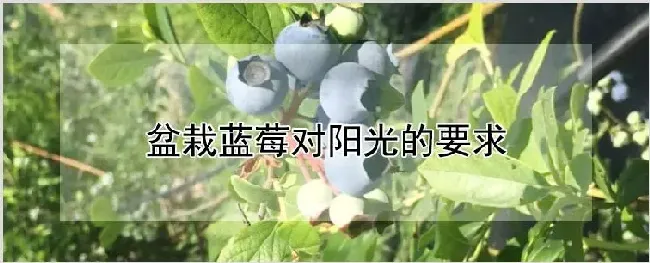 盆栽蓝莓对阳光的要求 | 种植资料