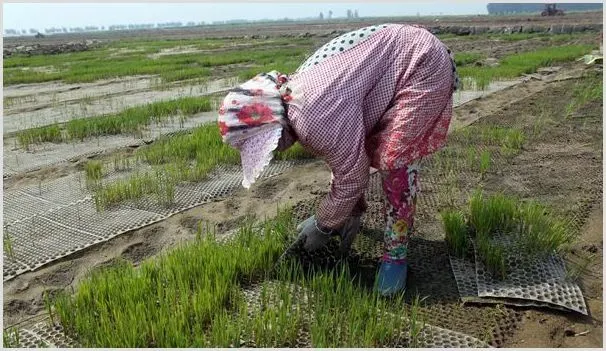 4月种植什么农作物比较好 | 农业技术