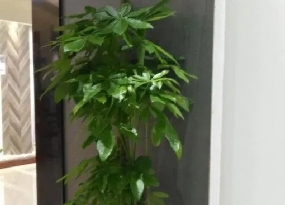 花卉风水|发财树开花好吗 什么条件才能开花