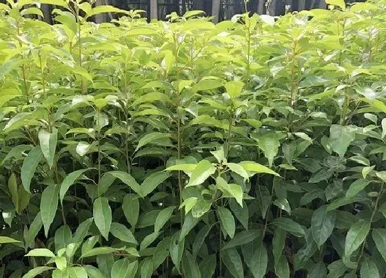 植物种类|香樟树是保护植物吗